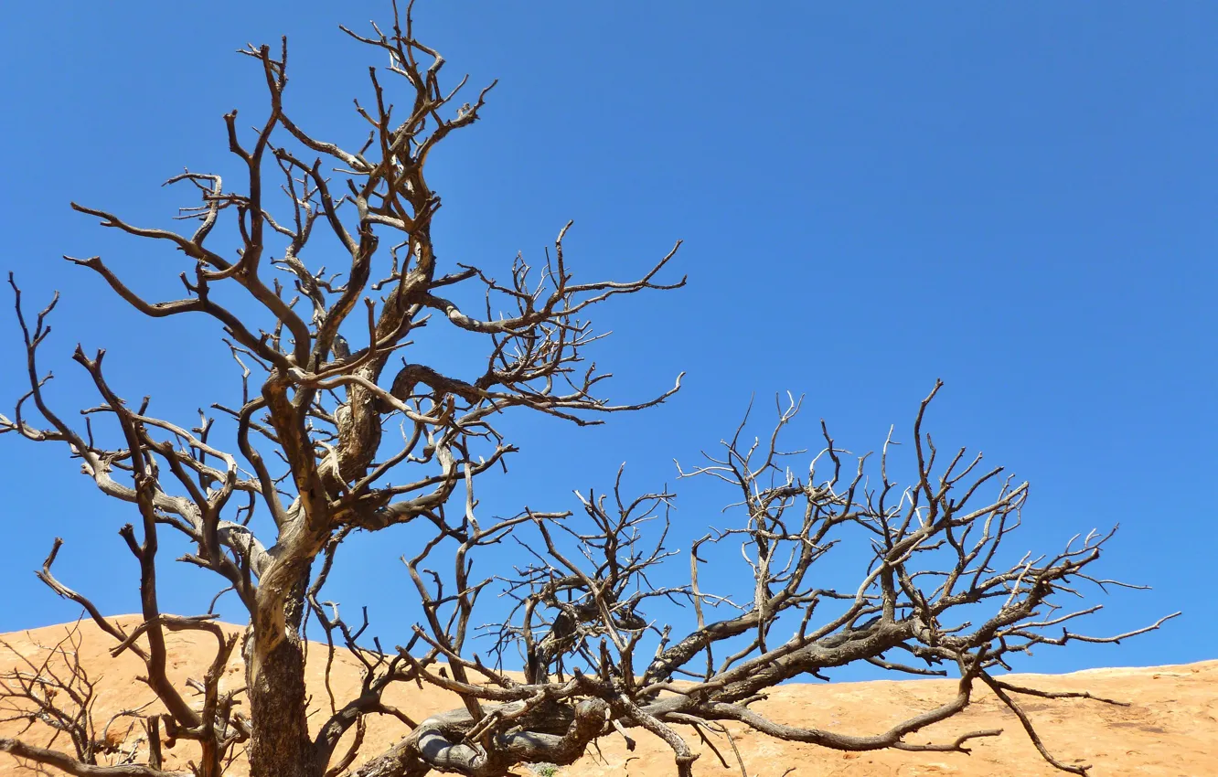 Photo wallpaper trees, nature, Wallpaper, desert, wallpaper, picture, nature, tree