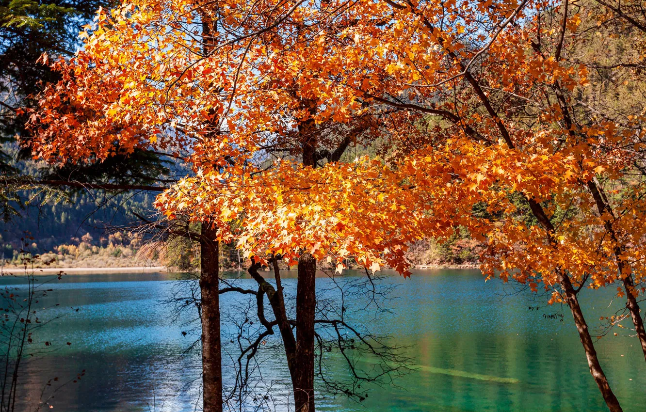 Photo wallpaper autumn, trees, nature, branch, foliage, maple, pond, maple leaves