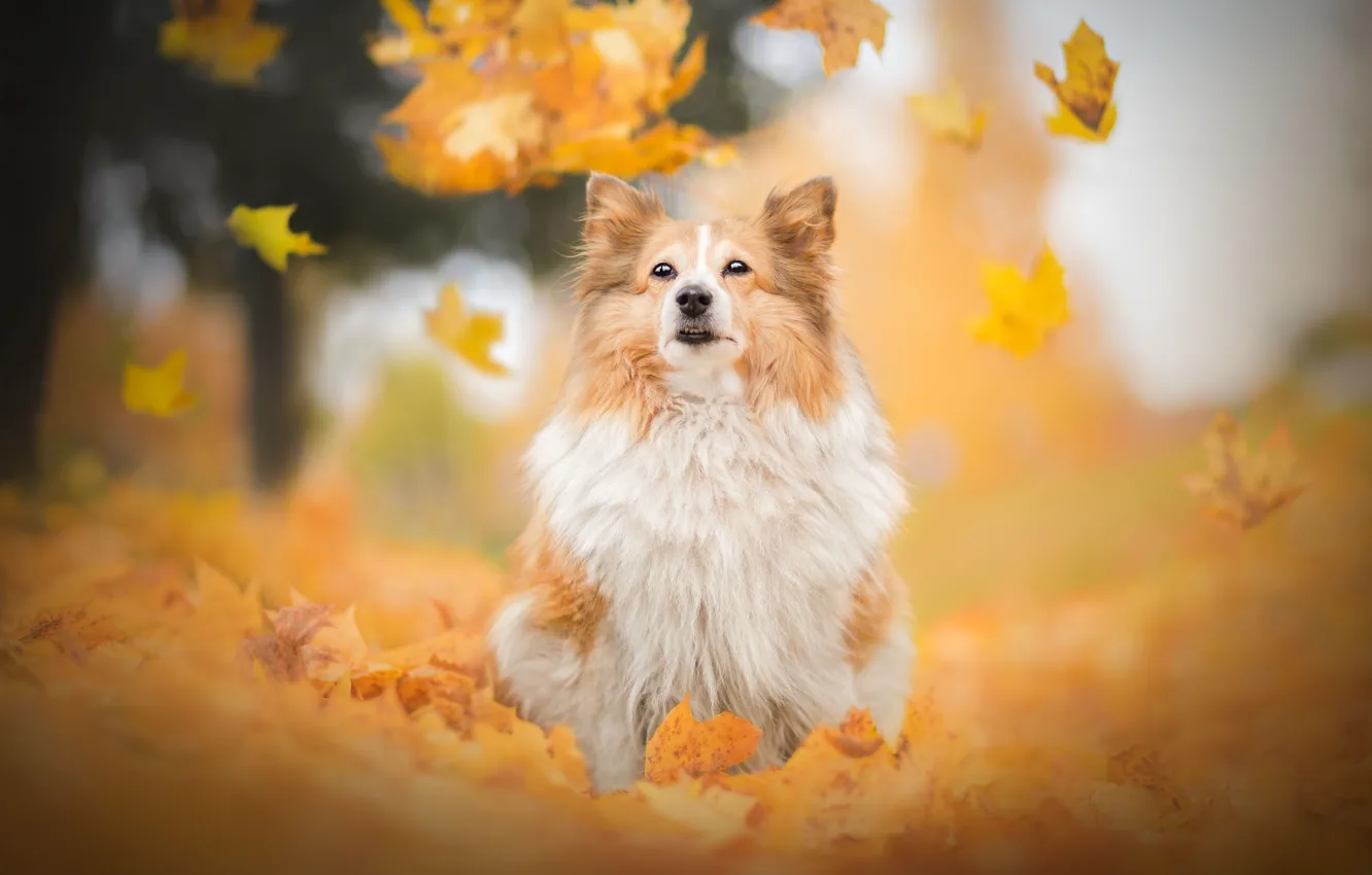 Photo wallpaper autumn, leaves, dog, bokeh, Sheltie, Shetland Sheepdog