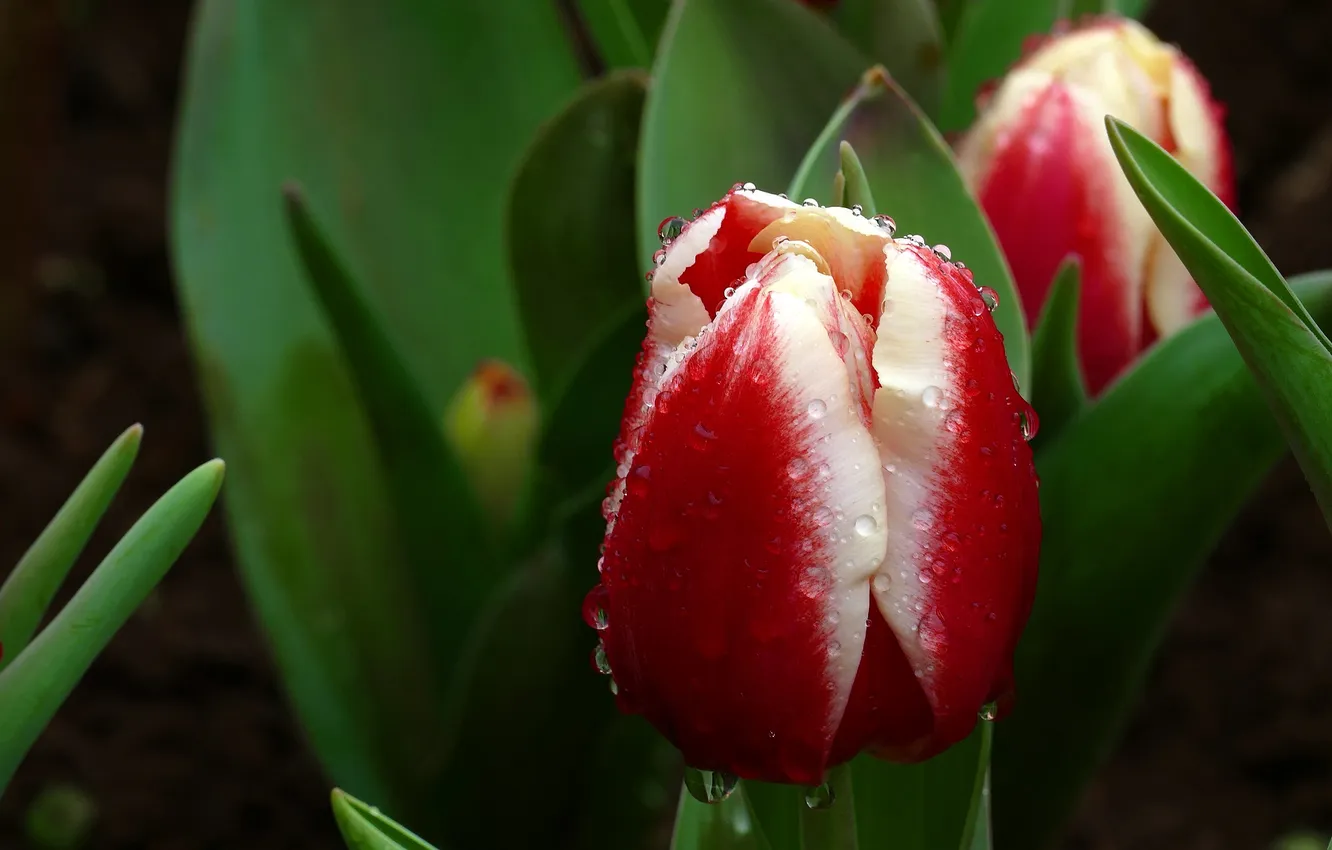 Photo wallpaper drops, macro, flowers, red, spring, tulips, two-tone