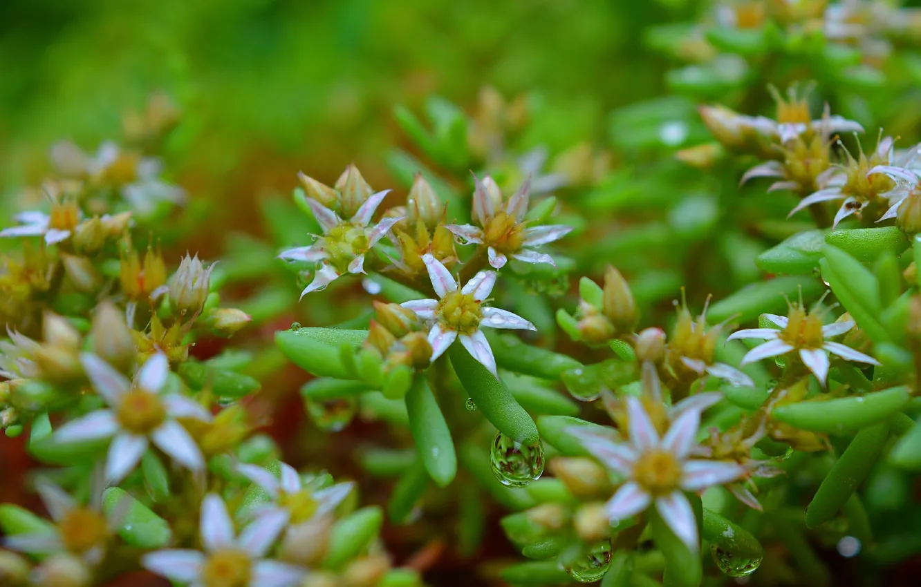 Photo wallpaper spring, flowers, flowers, spring, raindrops, Rain drops