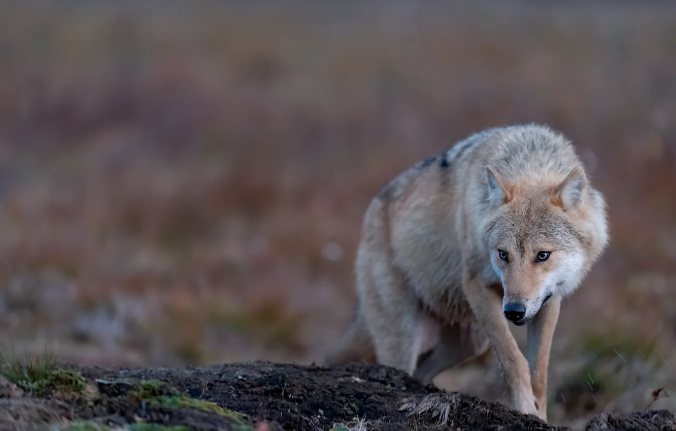 Photo wallpaper pose, look, grey, background, nature, wolf, bokeh
