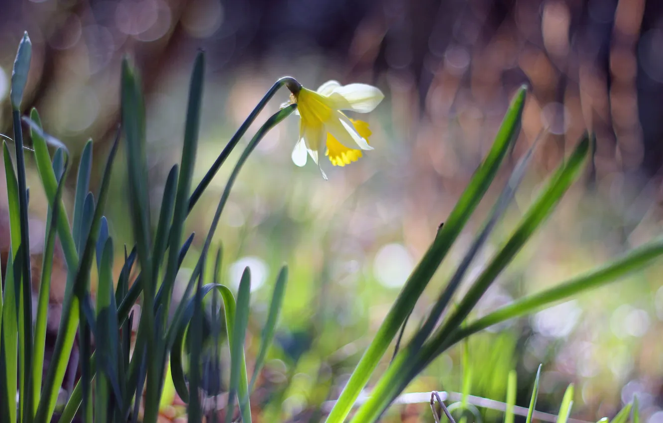 Photo wallpaper flower, petals, Narcissus