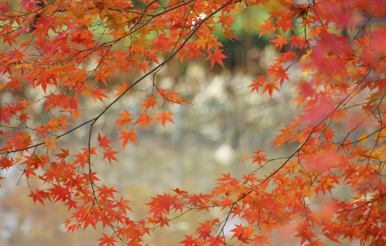 Photo wallpaper autumn, leaves, tree, branch, maple