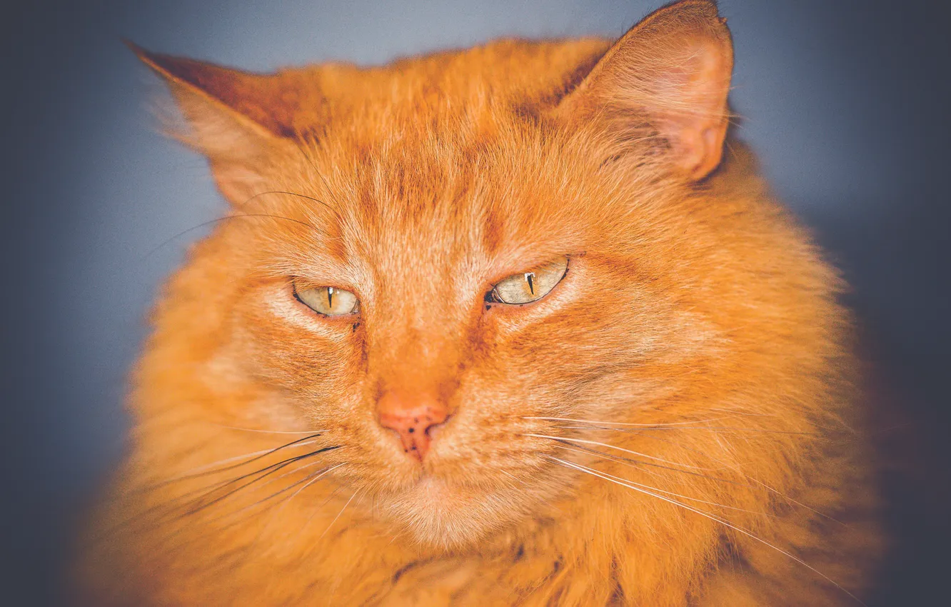 Photo wallpaper eyes, cat, look, Koshak