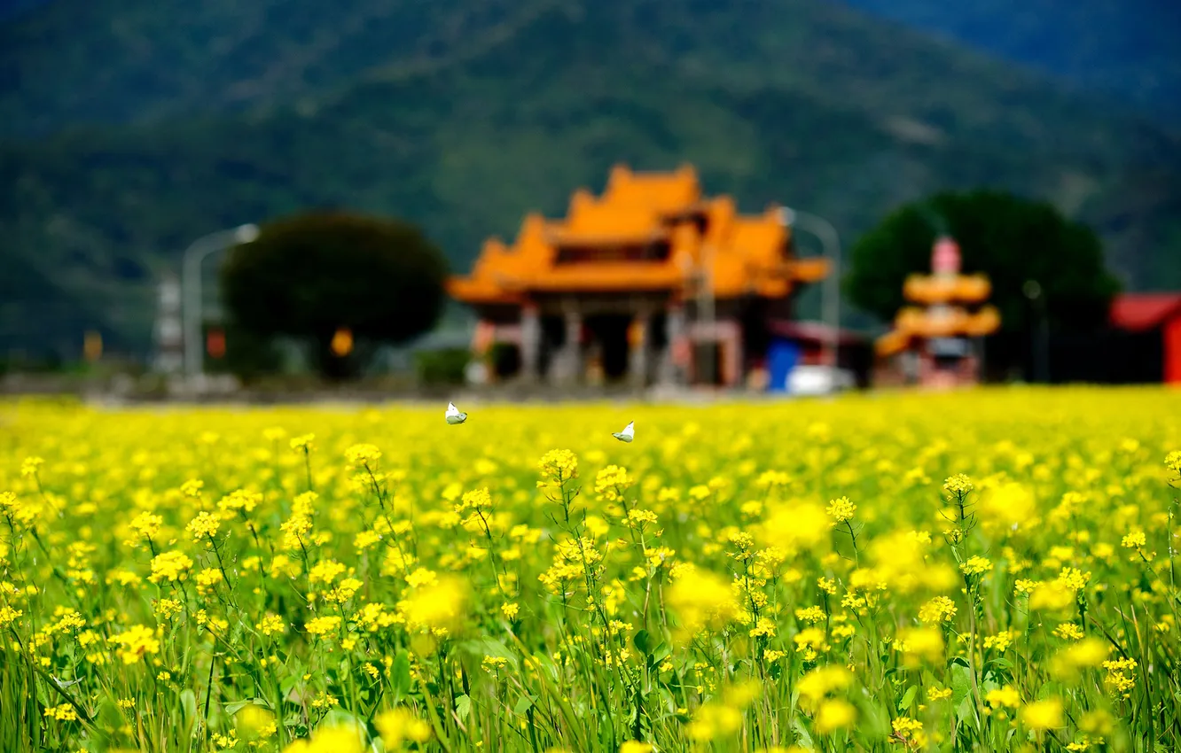 Photo wallpaper field, summer, flowers, butterfly, home, focus