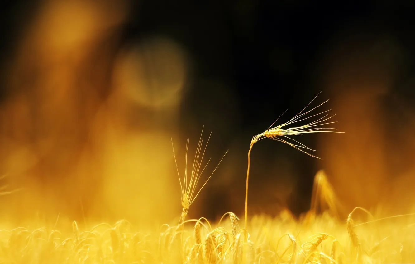 Photo wallpaper field, macro, nature, photo, background, Wallpaper, plant, spikelets