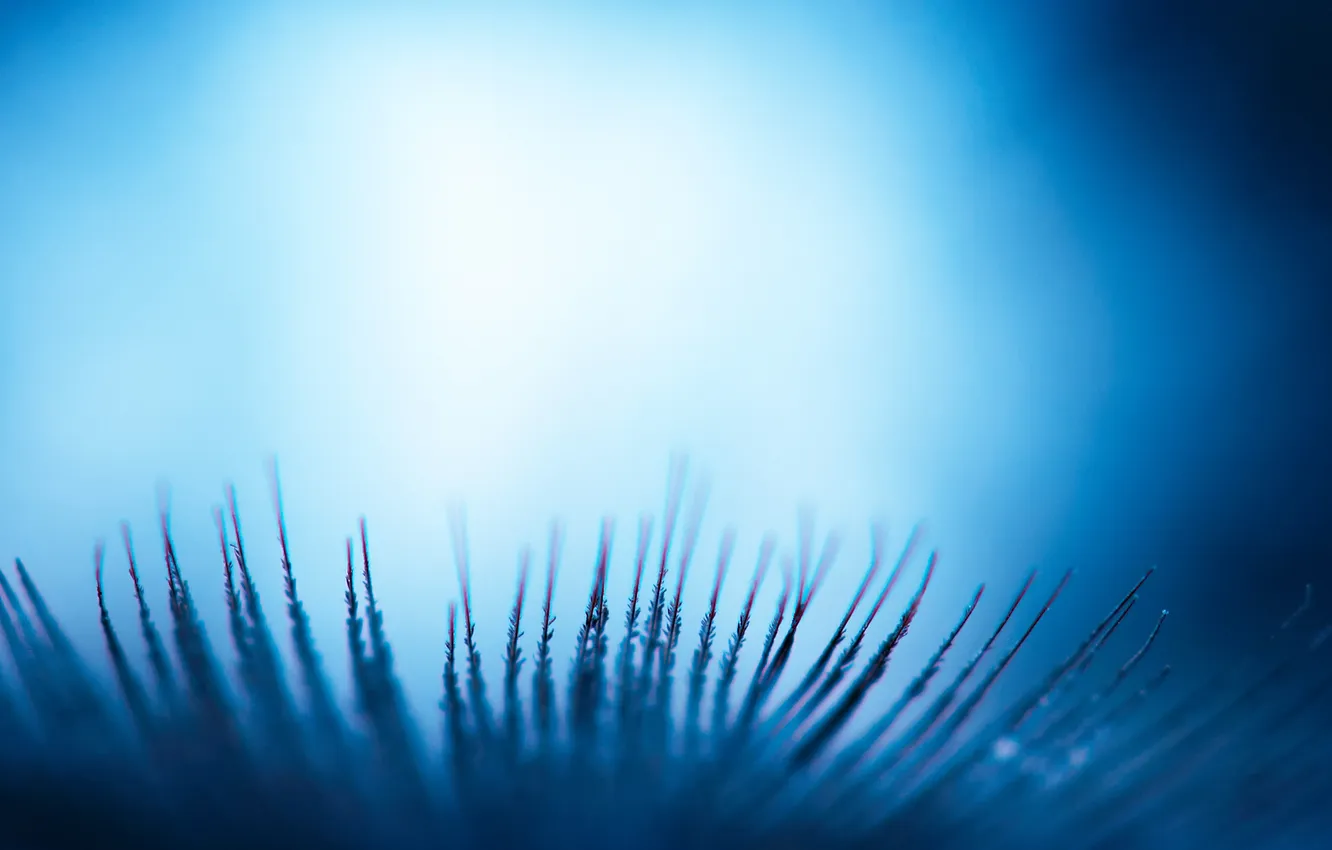 Photo wallpaper macro, blue, feathers, close damn