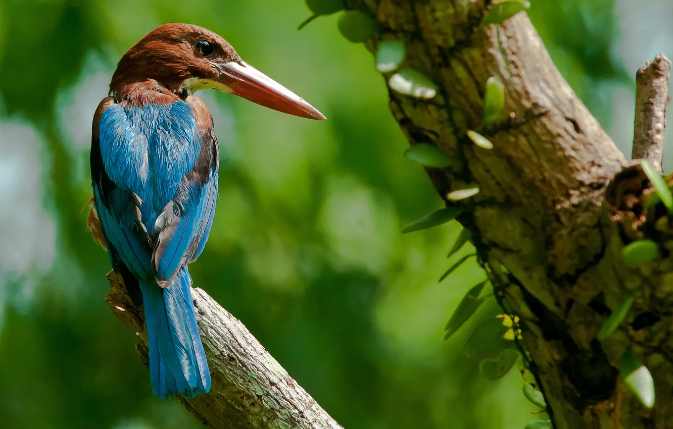Photo wallpaper trees, bird, feathers, beak
