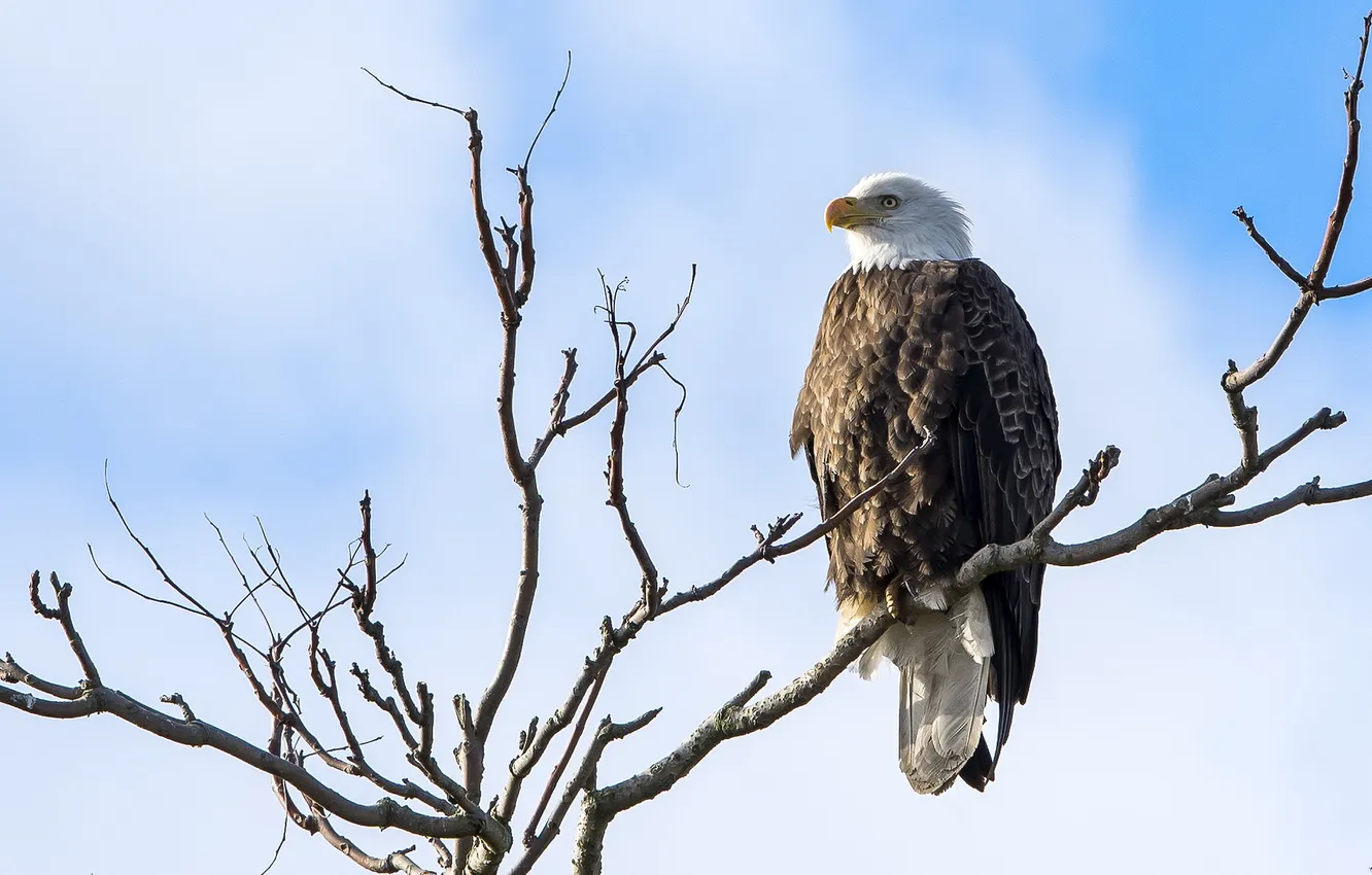 Photo wallpaper the sky, branches, bird, bald eagle