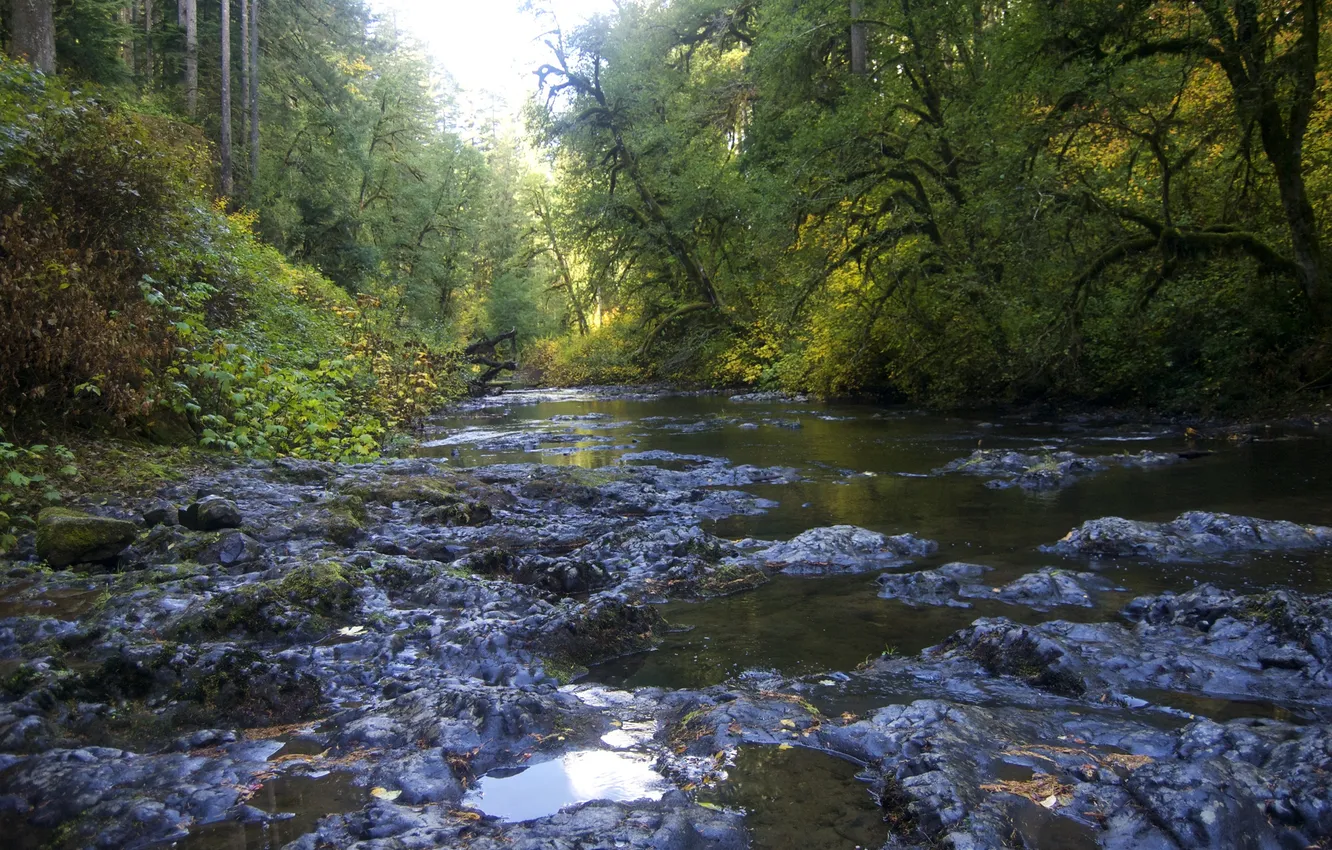 Photo wallpaper forest, trees, stream, stones, USA, Silver Falls State Park