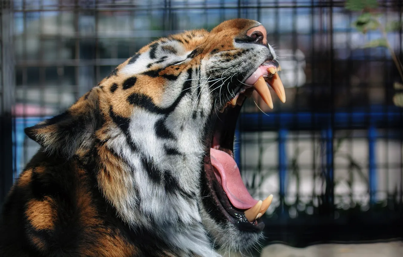 Photo wallpaper language, face, tiger, predator, mouth, fangs, fur, wild cat