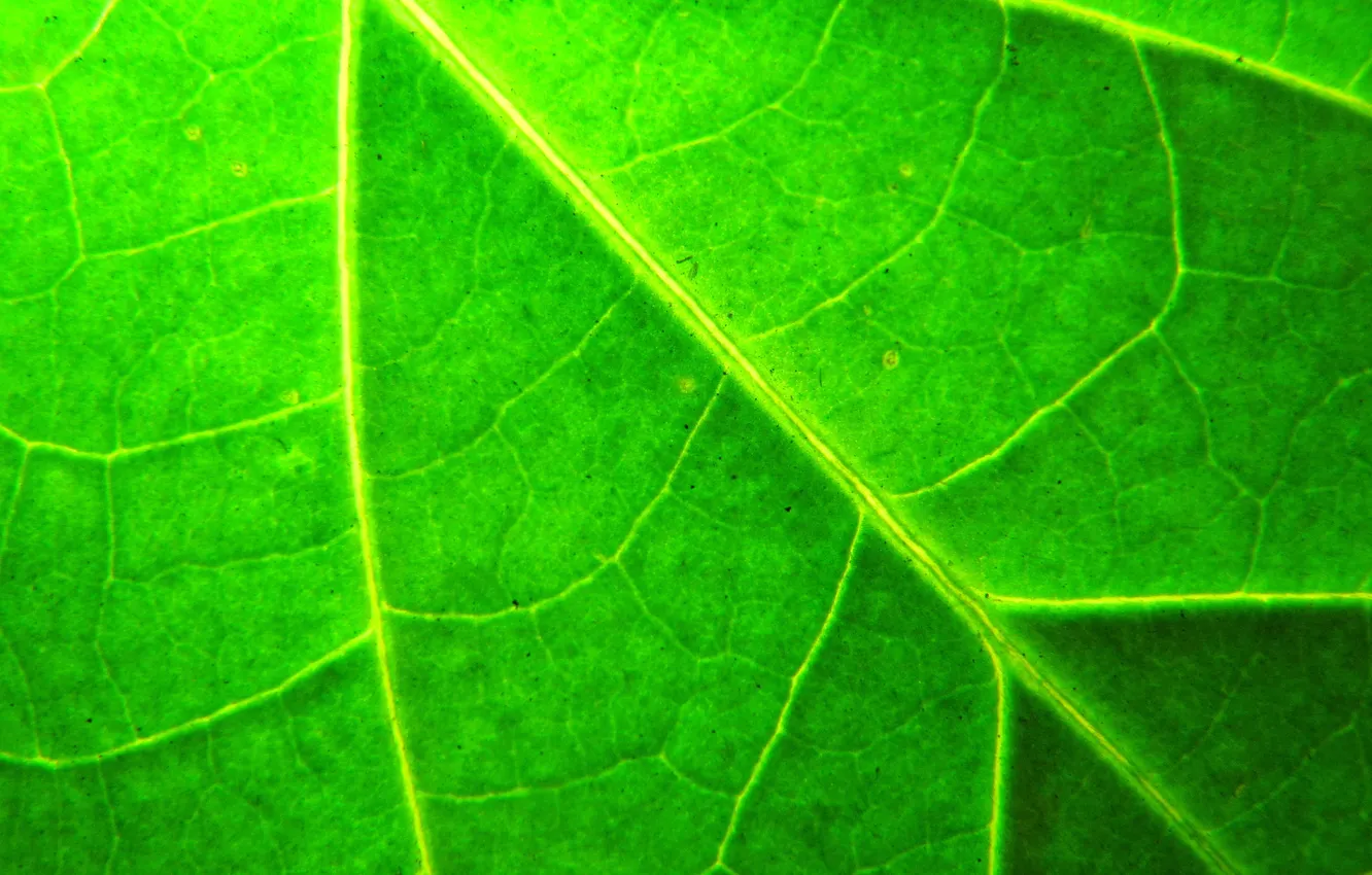 Photo wallpaper leaves, macro, green, plant, veins