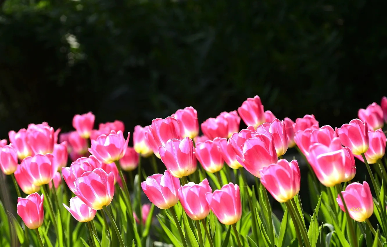 Photo wallpaper flowers, tulips, pink, flowerbed