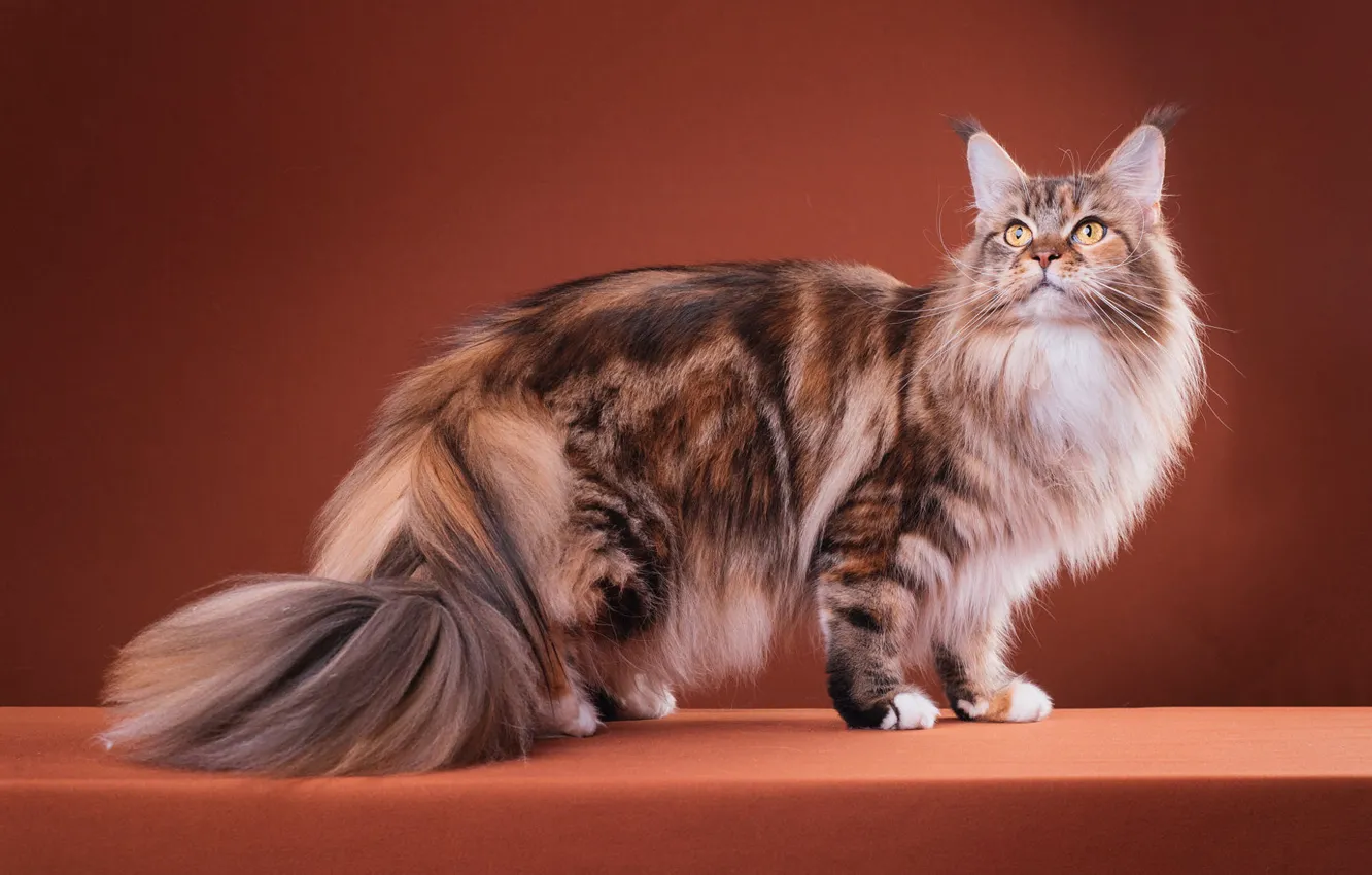 Photo wallpaper cat, cat, look, pose, sweetheart, fluffy, muzzle, beauty