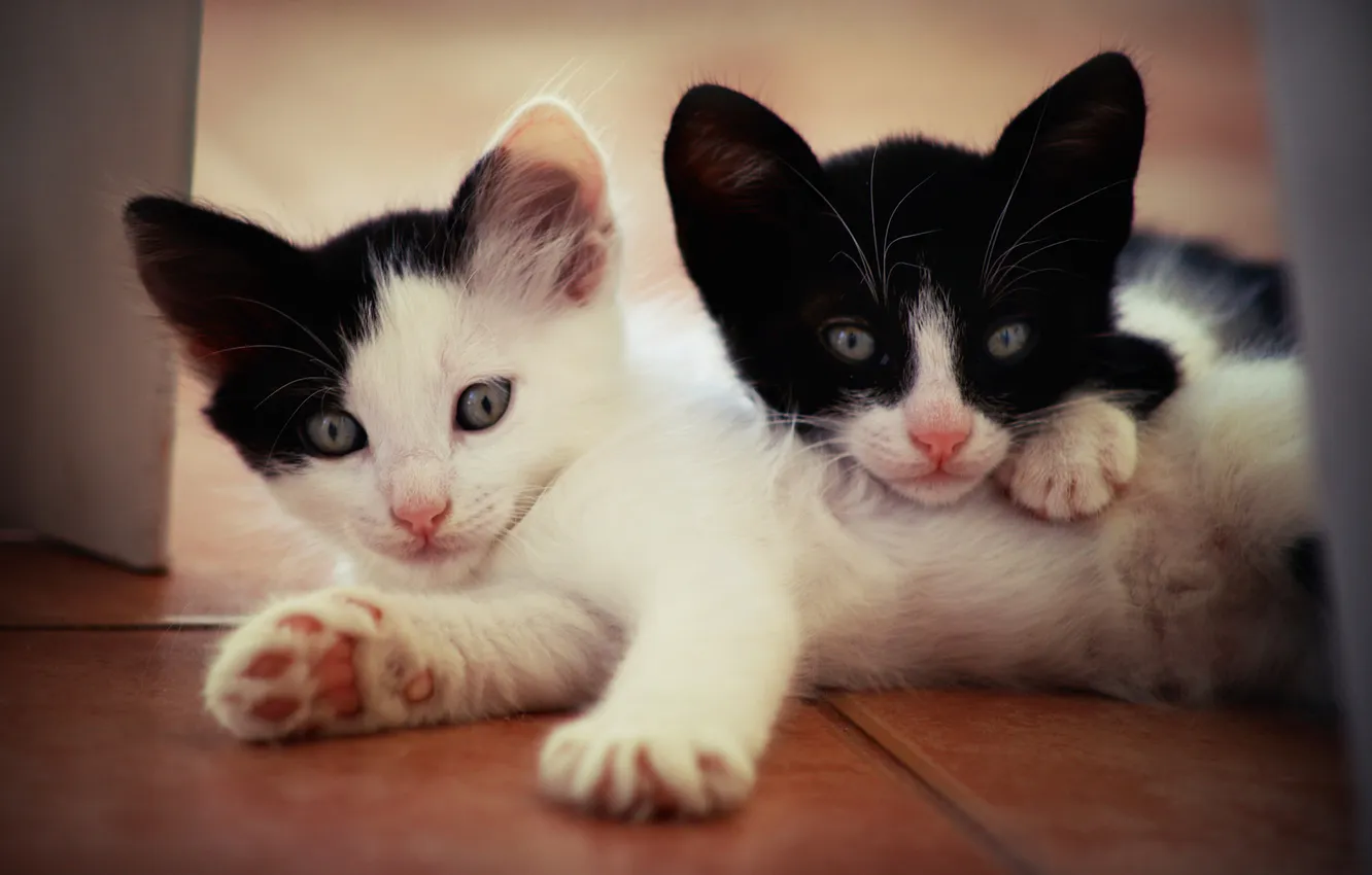 Photo wallpaper cat, look, pose, together, legs, floor, lies, black and white