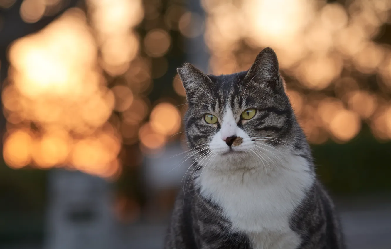 Photo wallpaper cat, cat, cat