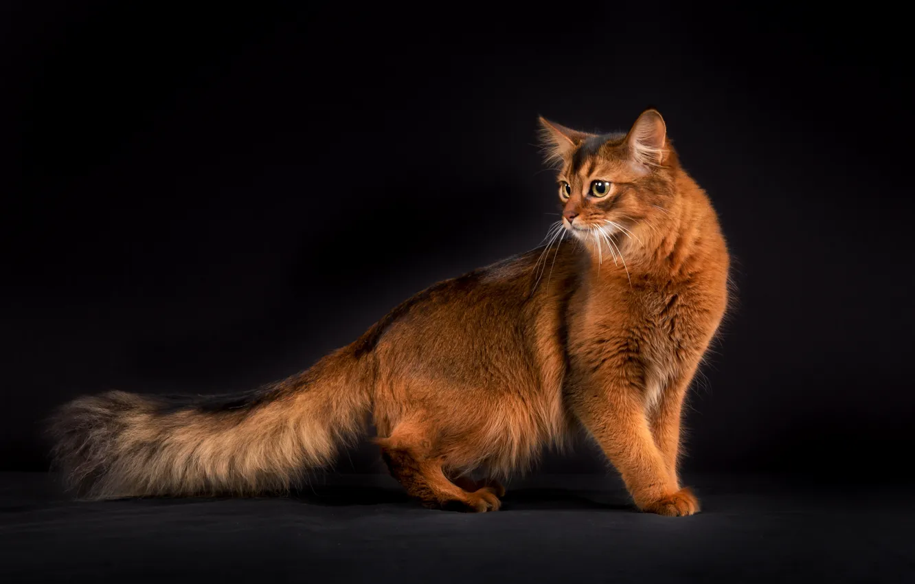 Photo wallpaper cat, cat, the dark background