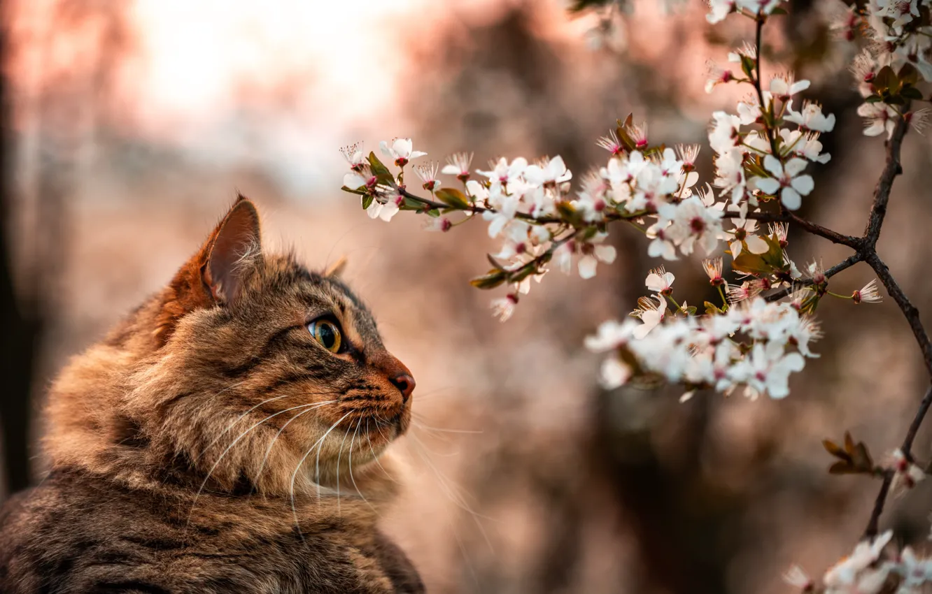 Photo wallpaper cat, cat, look, face, flowers, branch, spring