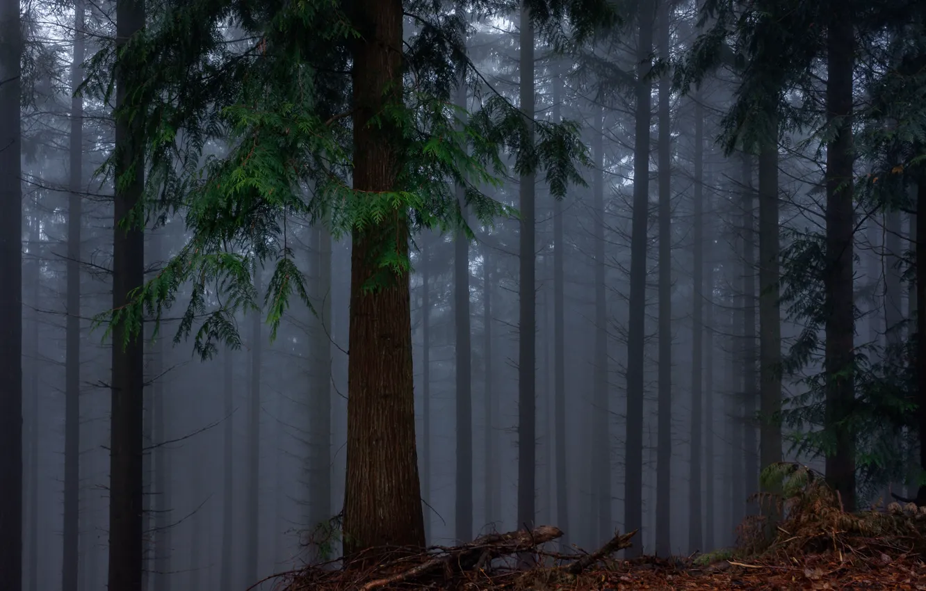 Photo wallpaper forest, trees, nature, fog, Germany, Germany, Odenwald, Odenwald