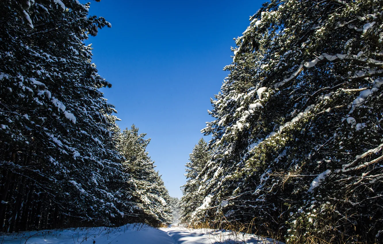 Photo wallpaper forest, the sky, snow, blue, tree, trail