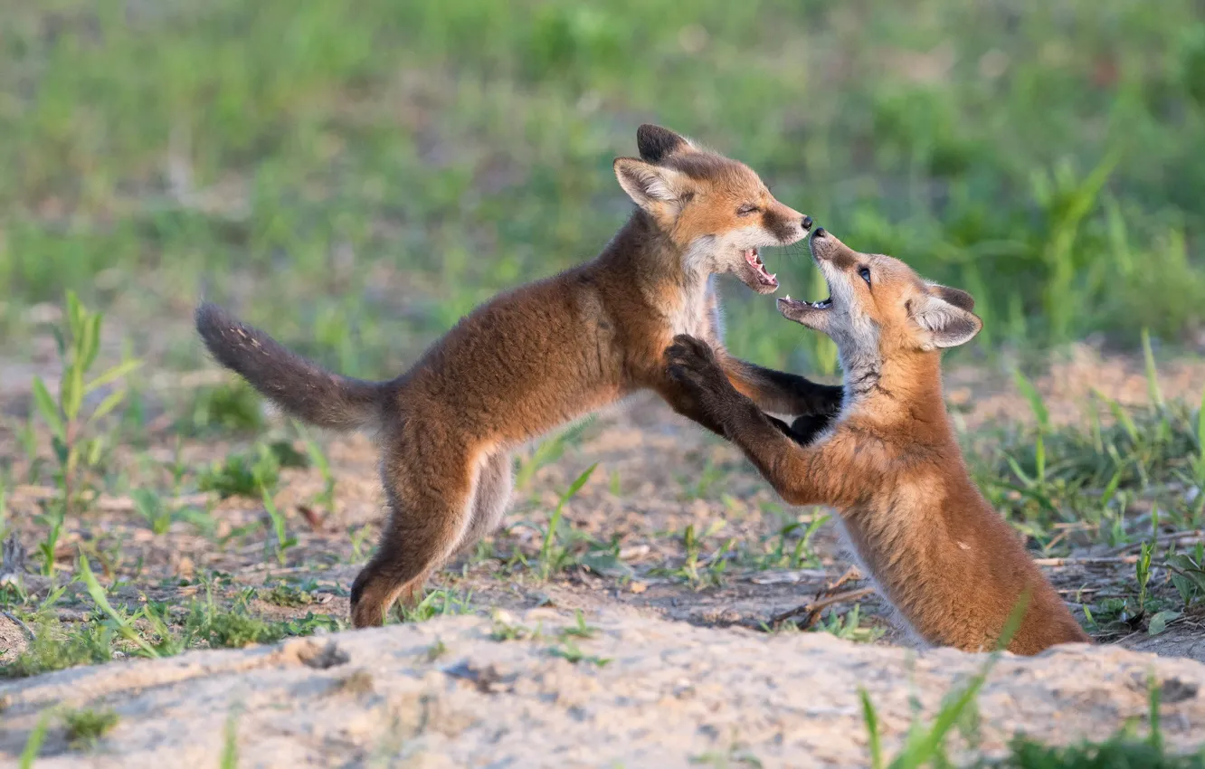 Photo wallpaper the game, two, pair, Fox, two Fox