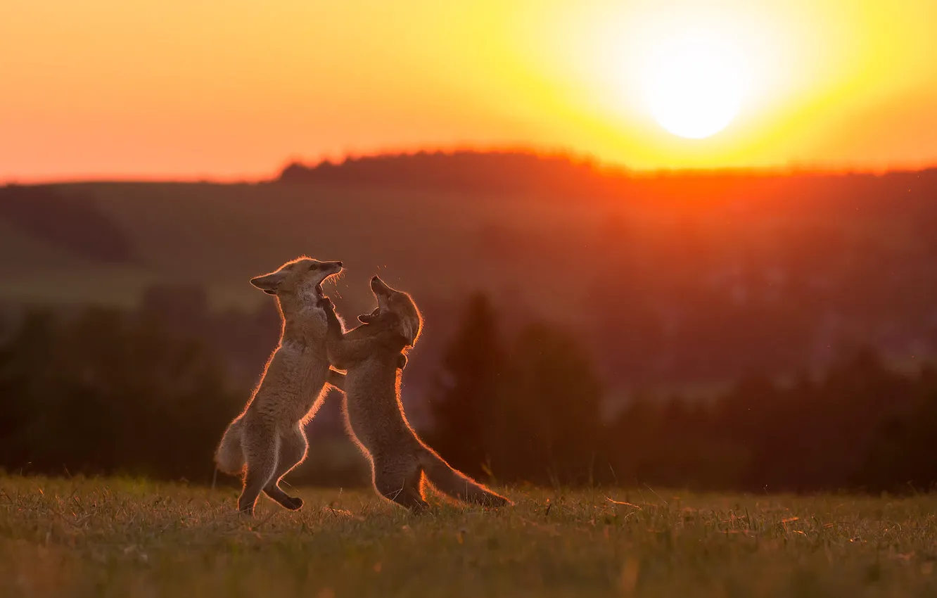 Photo wallpaper the sun, sunset, dawn, glade, the game, Fox, a couple, stand