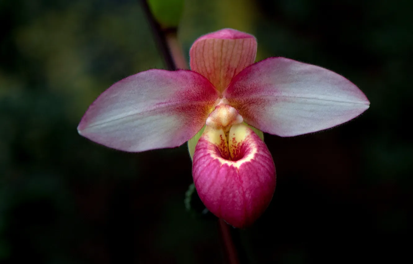 Photo wallpaper macro, petals, Orchid