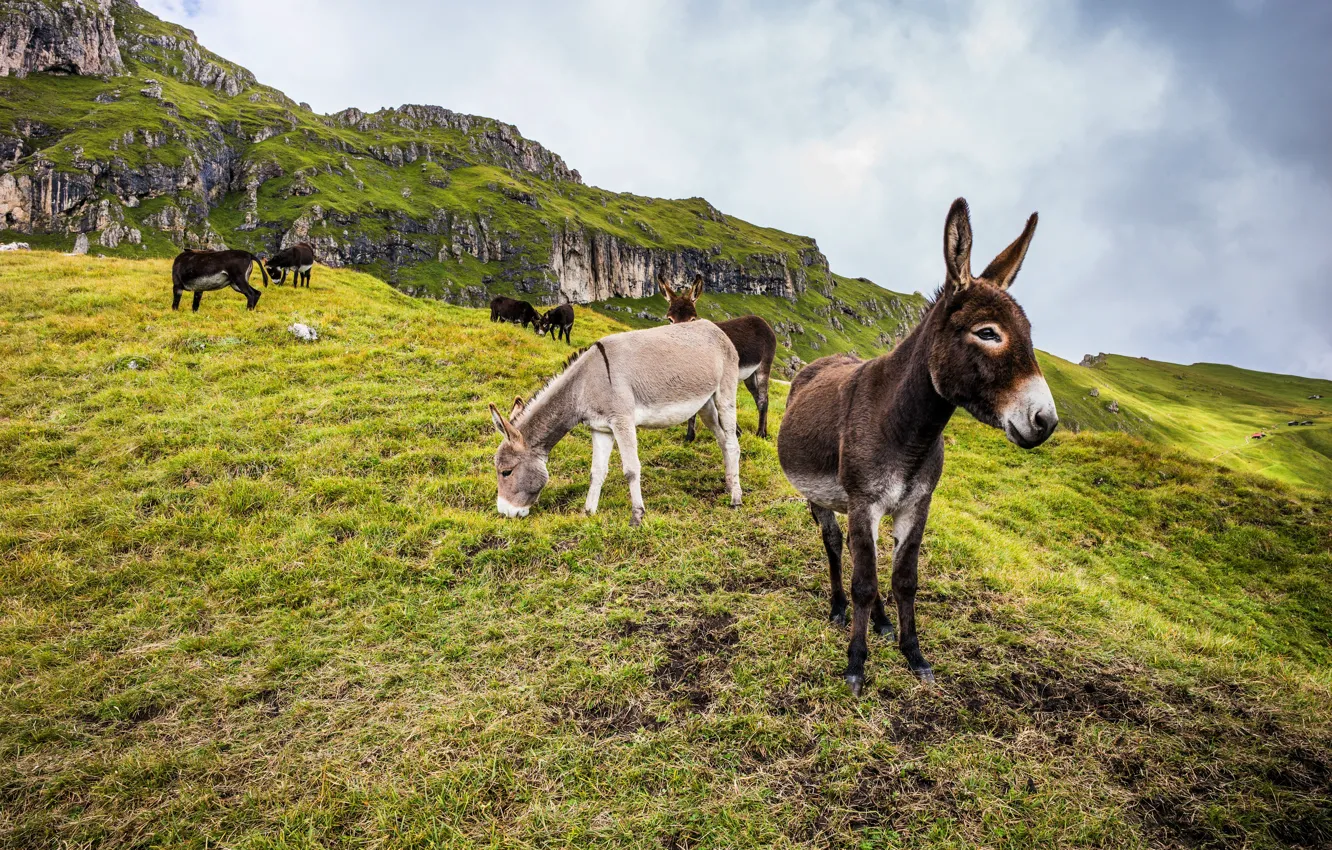 Photo wallpaper mountains, nature, donkeys, Ass, donkey