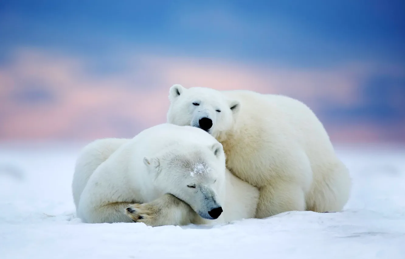 Photo wallpaper nature, animal, bears, Polar Bears