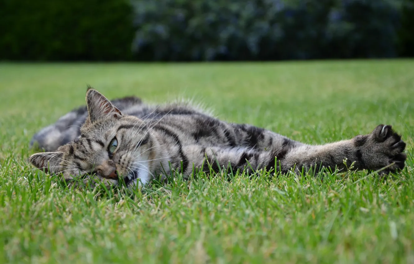 Photo wallpaper basking, lying on the grass, tabby cat