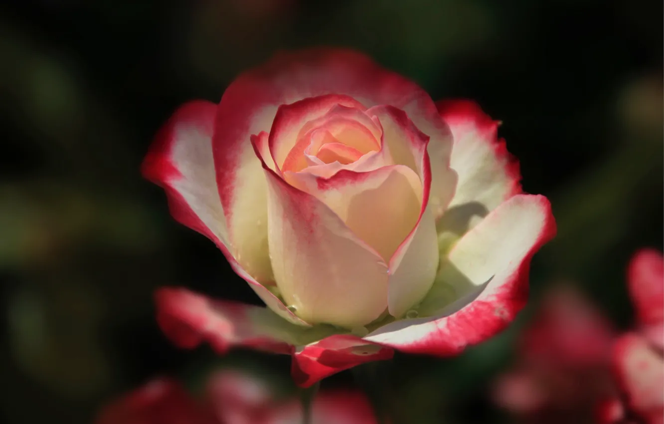 Photo wallpaper macro, roses, petals, buds, bokeh