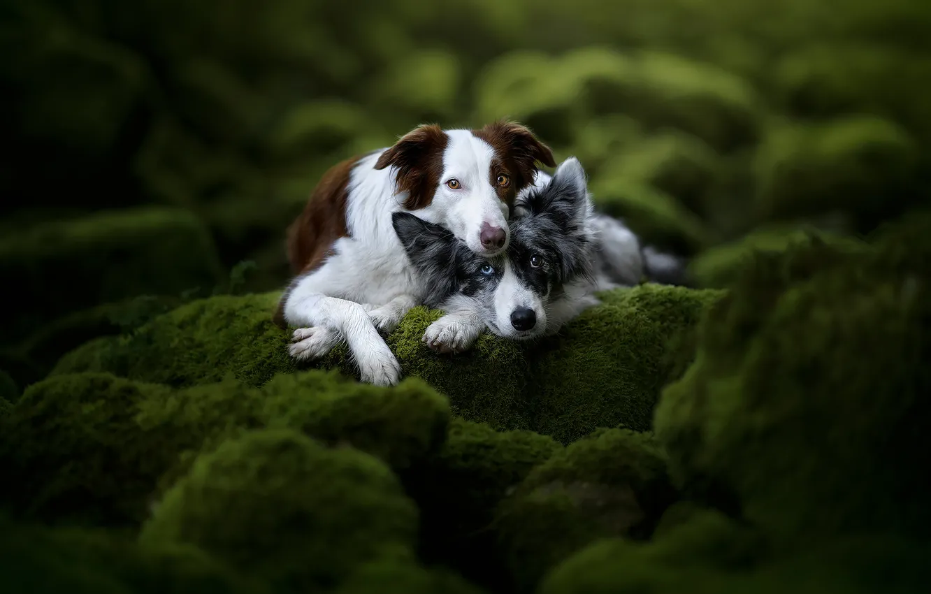 Photo wallpaper greens, dogs, look, nature, pose, stones, together, moss