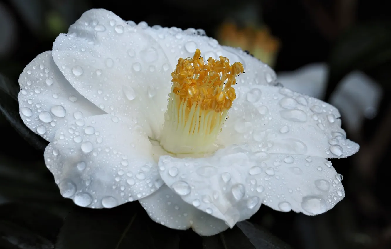 Photo wallpaper drops, flowers, Camellia