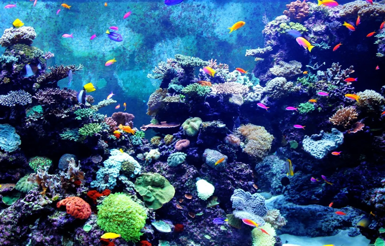 Photo wallpaper fishes, coral, anima, underwater photography of school of fishes, colorful aquarium