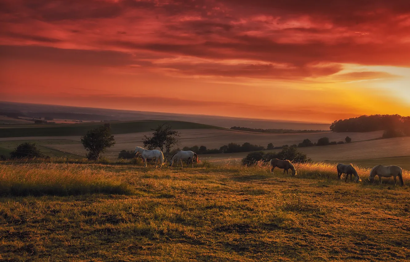 Photo wallpaper field, sunset, horse, horse