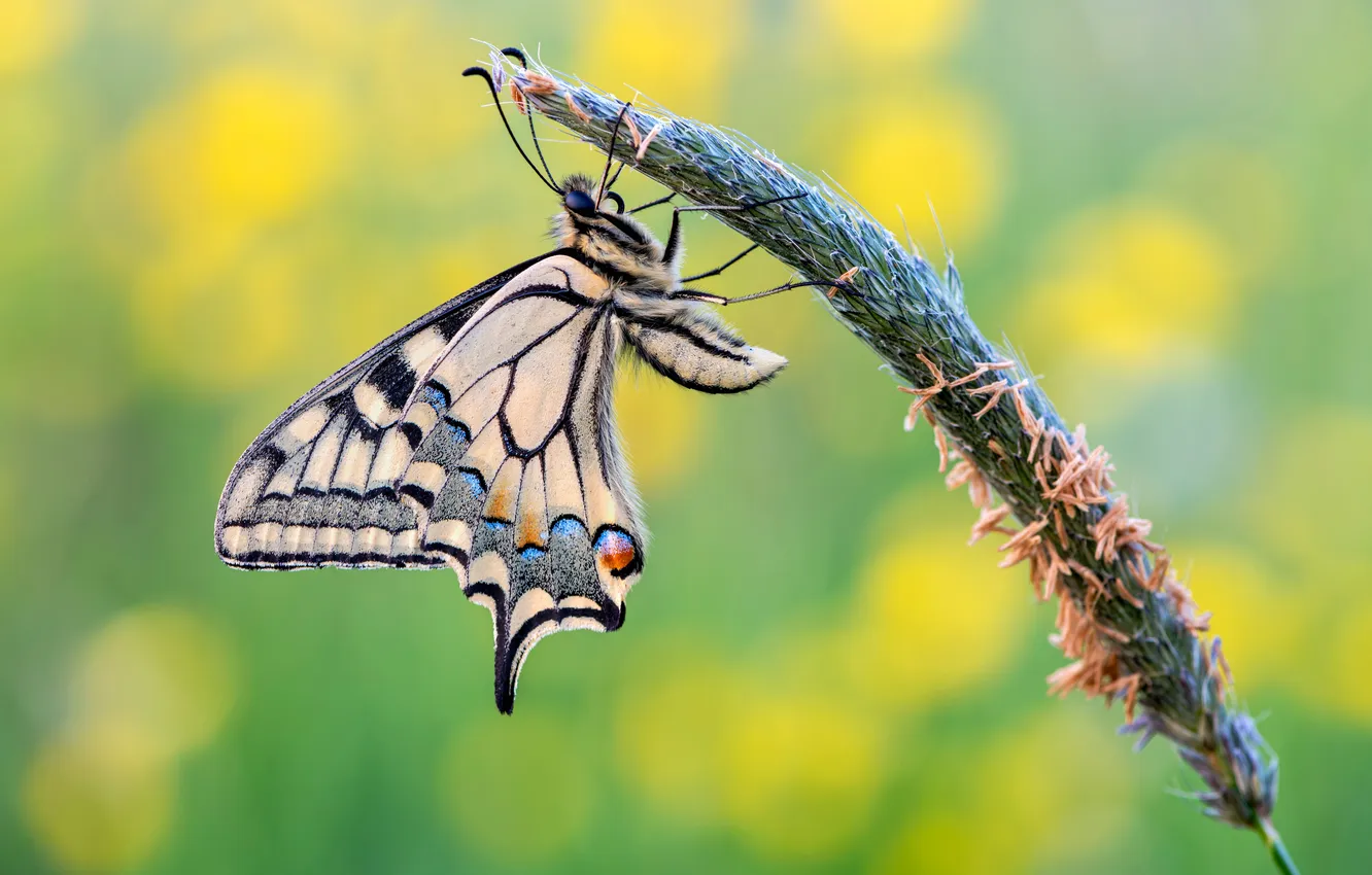 Photo wallpaper butterfly, insect, closeup