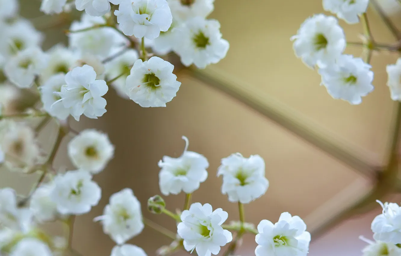 Photo wallpaper macro, flowers, branches, white, small, gypsophila