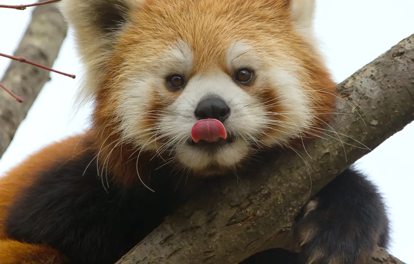 Photo wallpaper language, face, branch, red Panda, firefox, red Panda