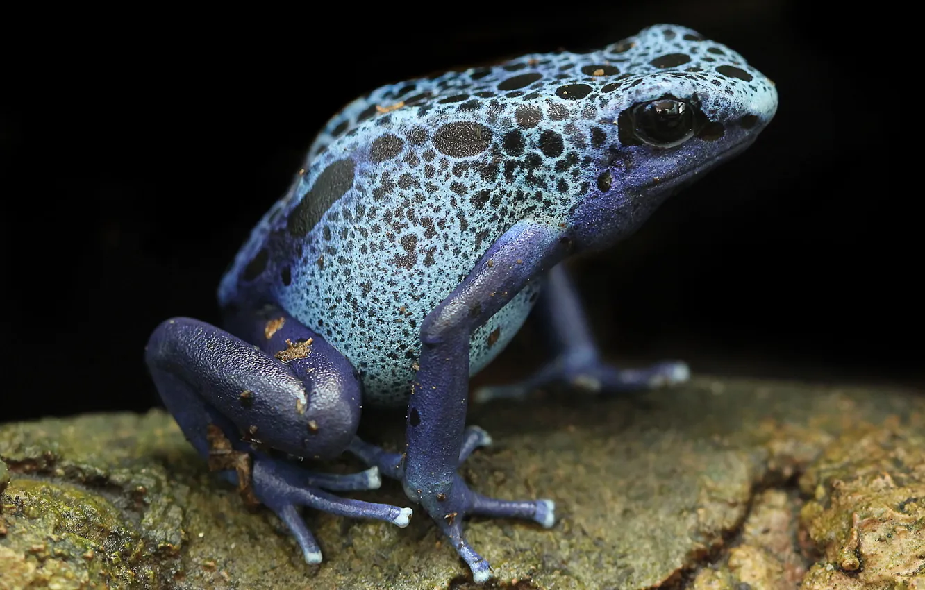 Photo wallpaper macro, nature, frog