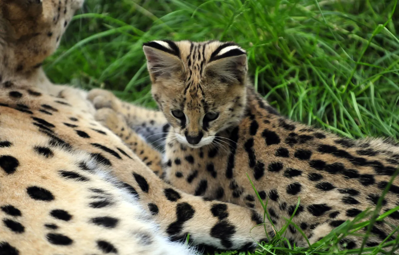 Photo wallpaper cat, grass, cub, kitty, Serval