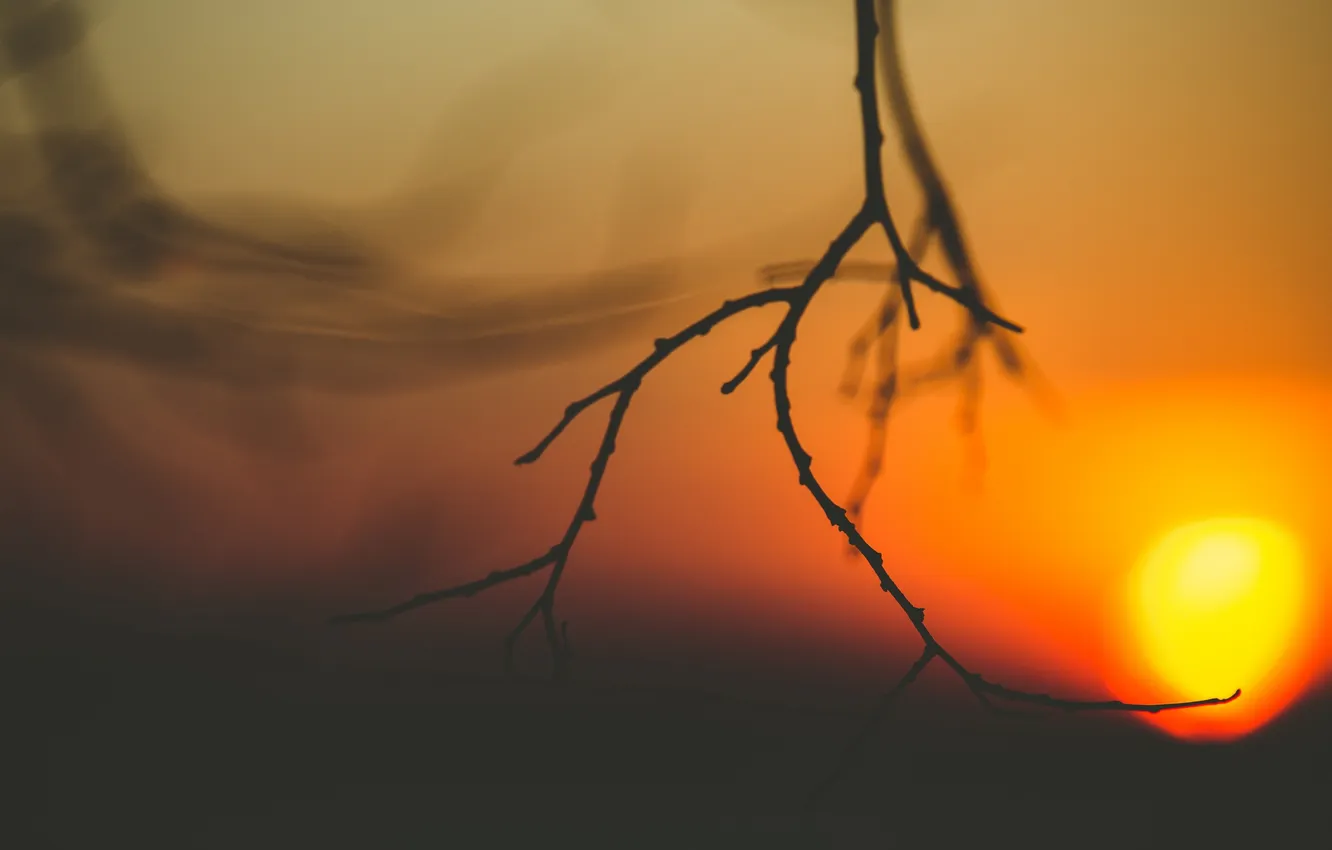Photo wallpaper the sun, sunset, branches