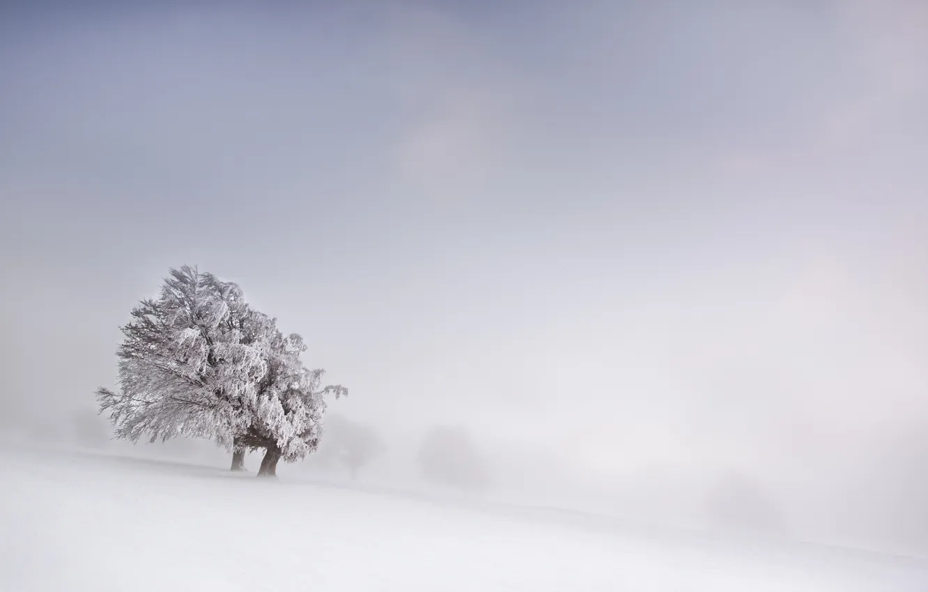 Photo wallpaper winter, field, snow, fog, tree