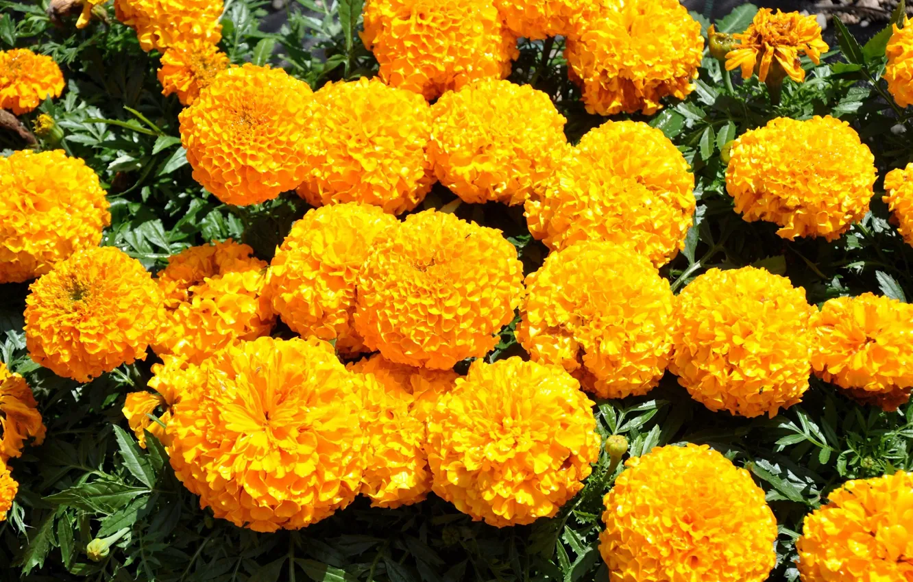 Photo wallpaper yellow, flowerbed, marigolds