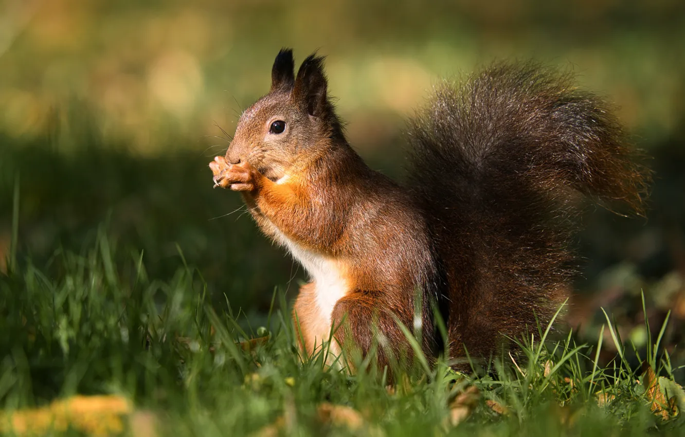 Photo wallpaper animals, protein, rodent