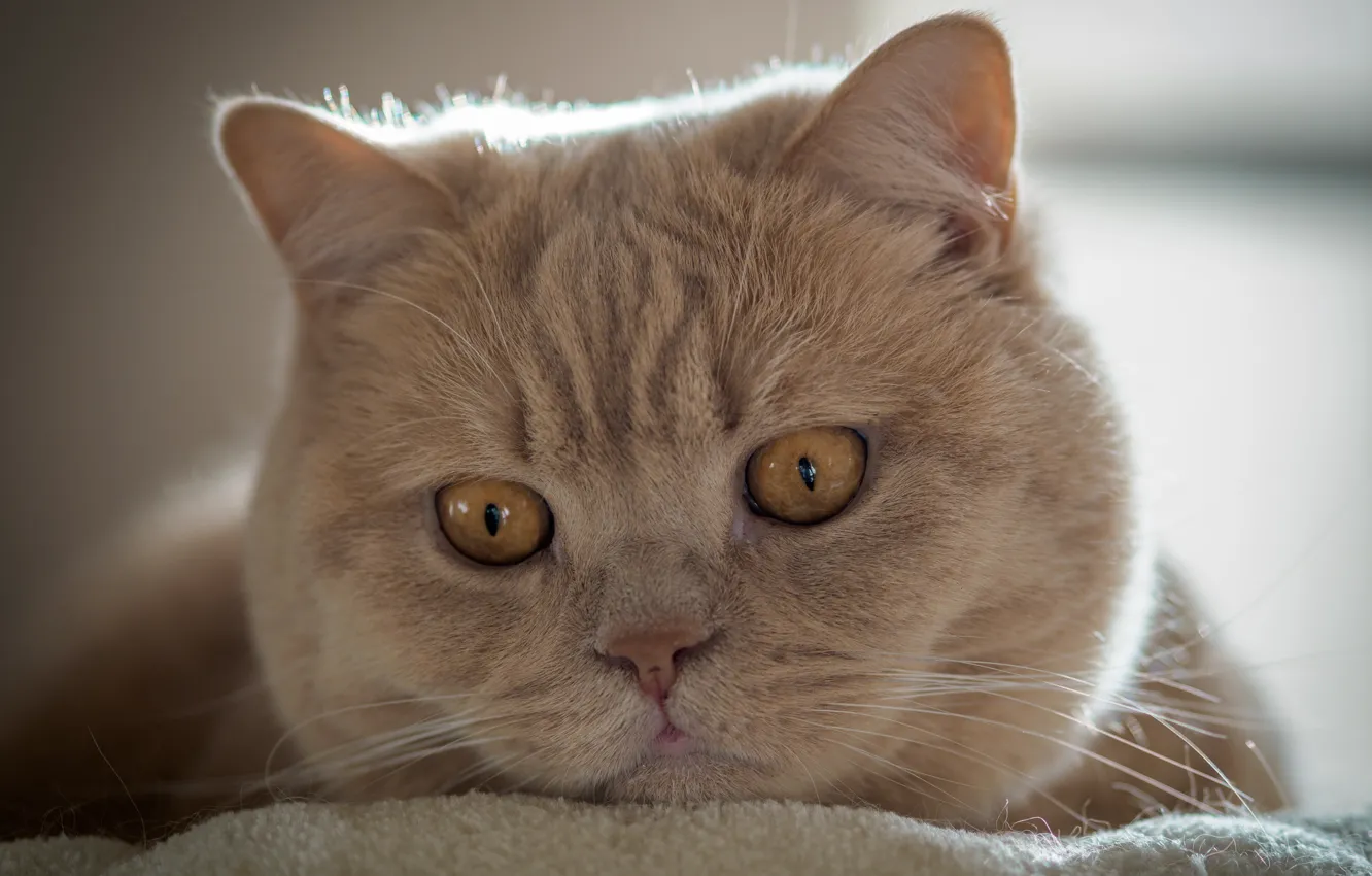 Photo wallpaper cat, look, muzzle, Kote, British Shorthair