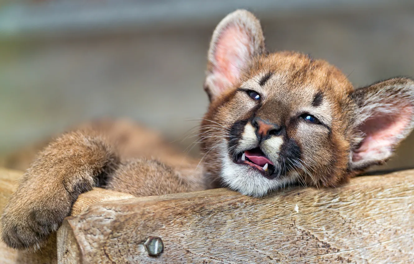 Photo wallpaper language, cat, look, face, close-up, background, animal, Board