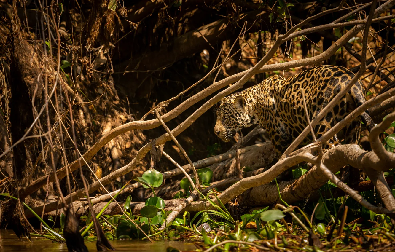 Photo wallpaper forest, branches, thickets, Jaguar