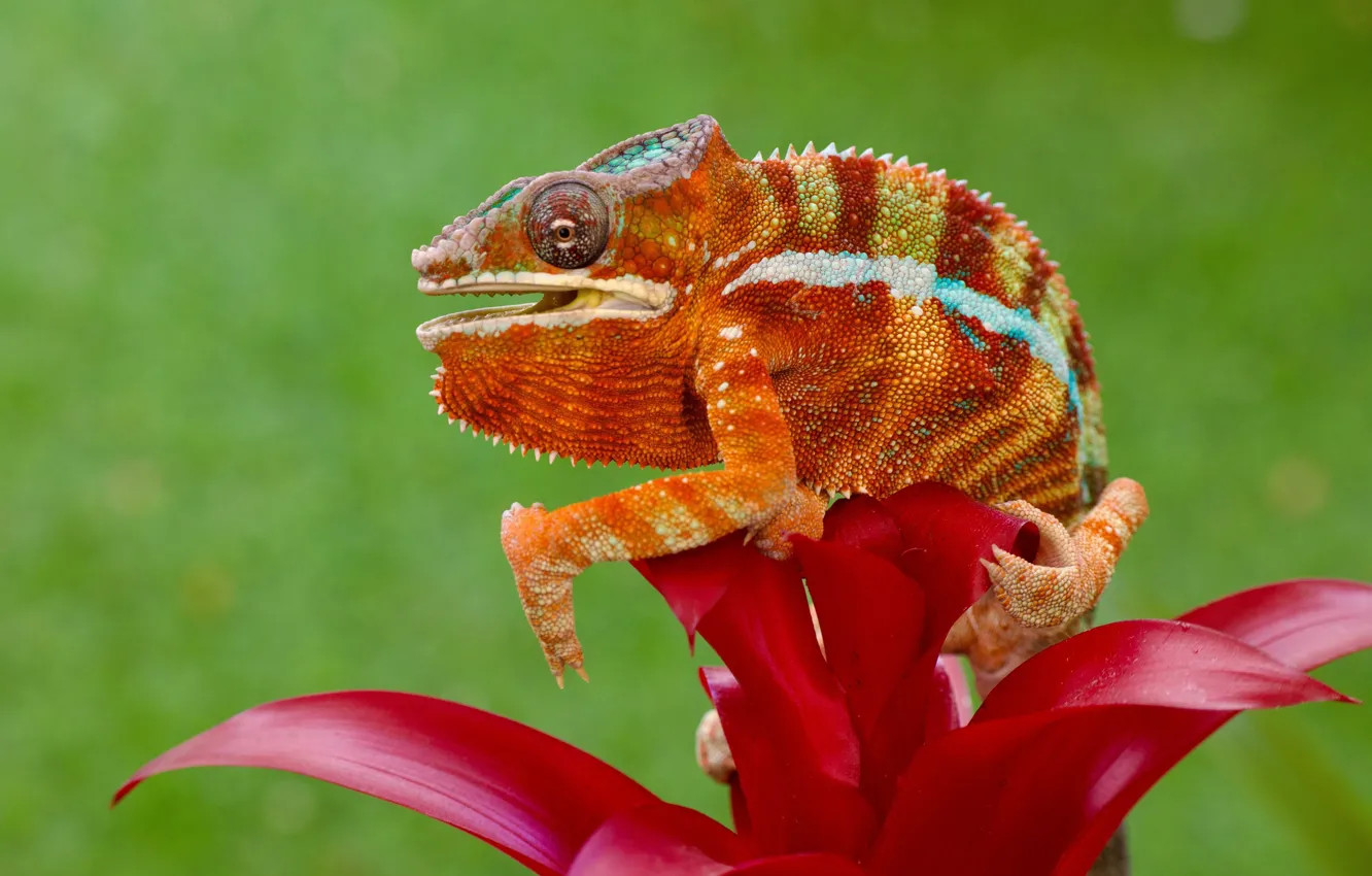 Photo wallpaper flowers, chameleon, background, petals, lizard