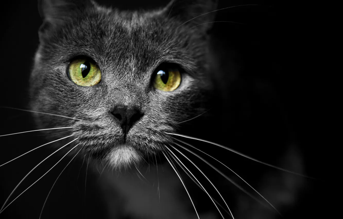 Photo wallpaper cat, eyes, mustache, look, face